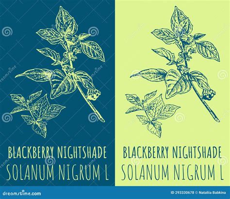 Blackberry Nightshade Stock Illustrations – 19 Blackberry Nightshade ...