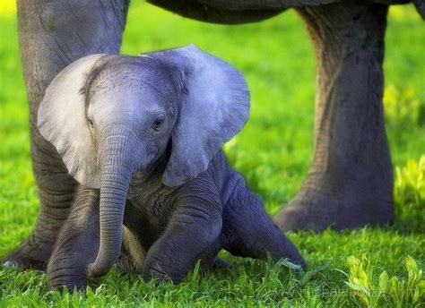 Baby Elephant Wallpaper - WallpaperSafari