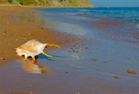 Premium Photo | A shell on the beach at the beach