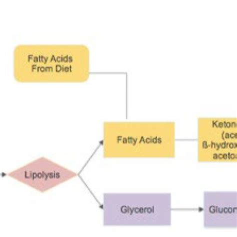 Effects of low-carbohydrate and very-low-carbohydrate diets versus ...