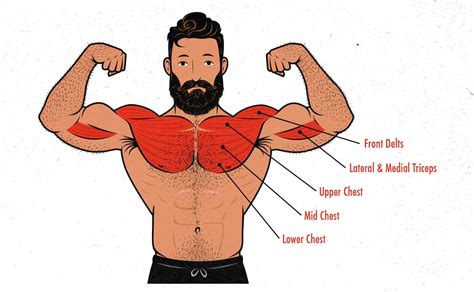 bench press muscles used percentage - Machelle Almond