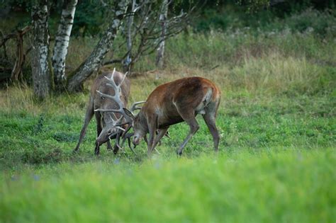 Premium Photo | Red deer on the green background during the deer rut in ...