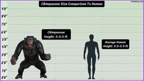 Chimpanzee Size: How Big Are They Compared To Others?