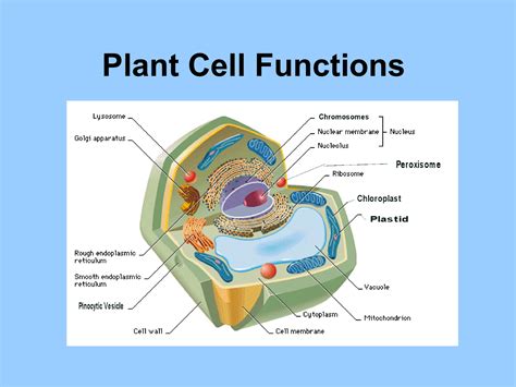 Plant Cell Functions Cell Parts And Functions Plant Cell Labeled | The ...