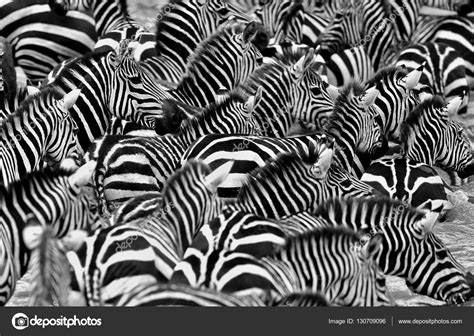 Zebras in the big herd during the great migration — Stock Photo ...