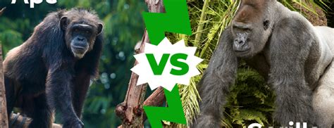 Differences between Gorilla and Chimpanzee | Gorilla Trekking Tours