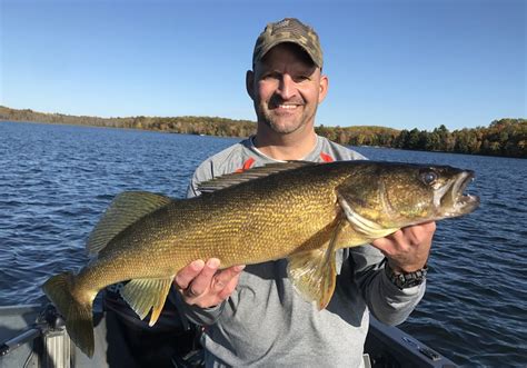 Minnesota State Fish: An Introduction to Walleye