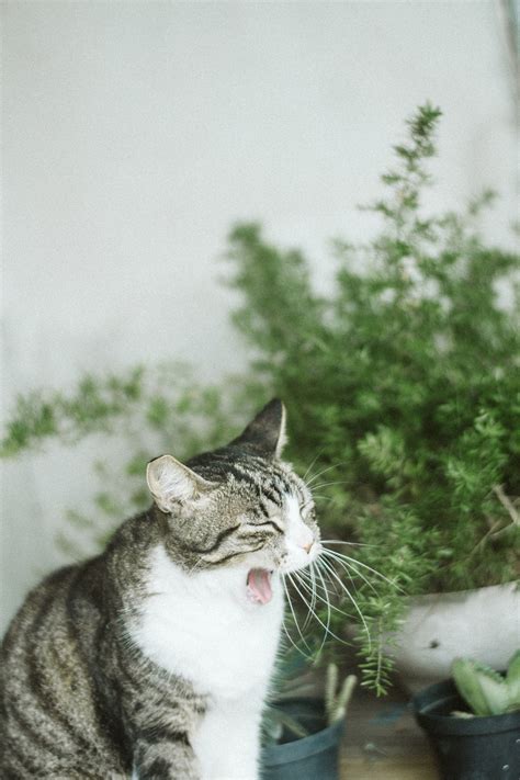 Selective Focus Photography Of Cat · Free Stock Photo