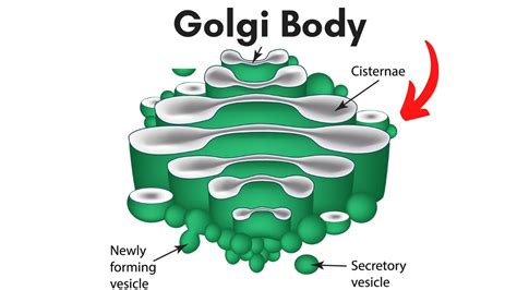 Describe What the Golgi Apparatus Looks Like