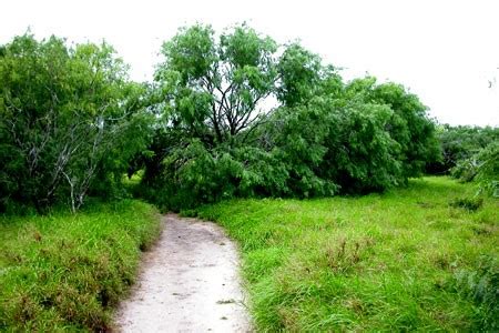 Laguna Atascosa National Wildlife Refuge - BirdForum Opus | BirdForum