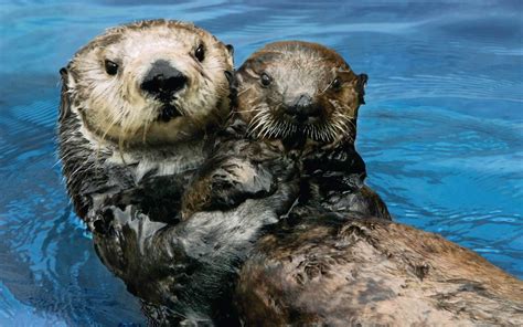 Adult Sea Otters Are Adopting Orphaned Babies at the Monterey Bay Aquarium