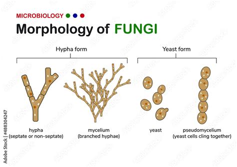 Microbiology illustration shows basic morphology of fungi including ...