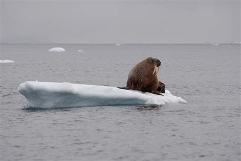 Face to face with wildlife in the Canadian Arctic : Pacific Navy News