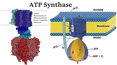 19 Intriguing Facts About Atp Synthase - Facts.net