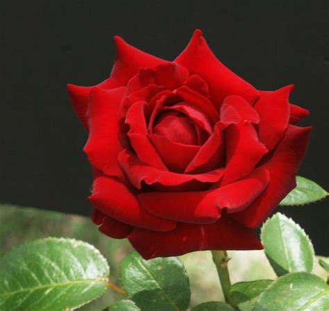 Red Rose For My Lover Photograph by Ian Hargraves