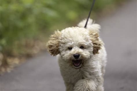 Maltese Poodle Mix Breed Profile: The Ultimate Apartment Dog? | Perfect ...