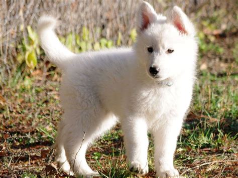 White Swiss Shepherd Dog Puppies For Sale | Euro Puppy | White swiss ...