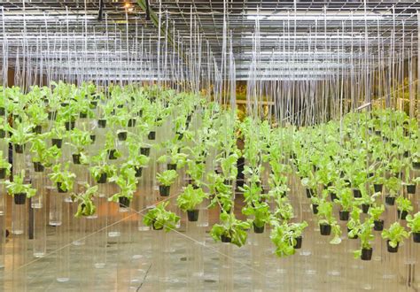 A Beginner's Guide to Hydroponics