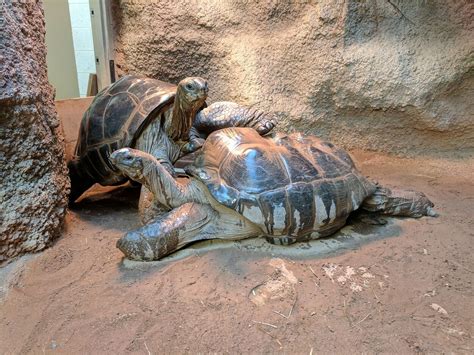 Aldabra Tortoise – Clyde Peeling's Reptiland