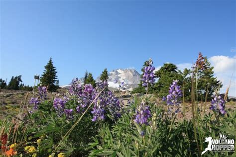 Mount Hood - Volcano Hopper