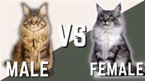 Should You Get A Male Or Female Maine Coon? - sample