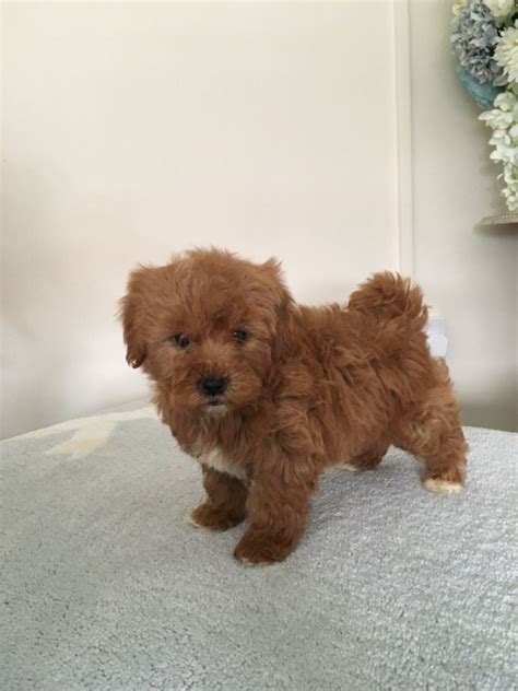 Shih Poo Puppies Breeders - Shih-Poo Puppies For Sale | Orange County ...