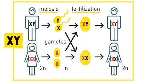 Sex determination: The X, Y, Z’s of sex chromosomes – HudsonAlpha ...