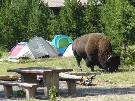 Yellowstone Camping - Just Ahead