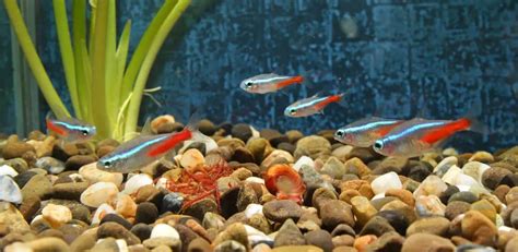 13 Best Kuhli Loach Tank Mates (With Pictures) | Aqua Movement