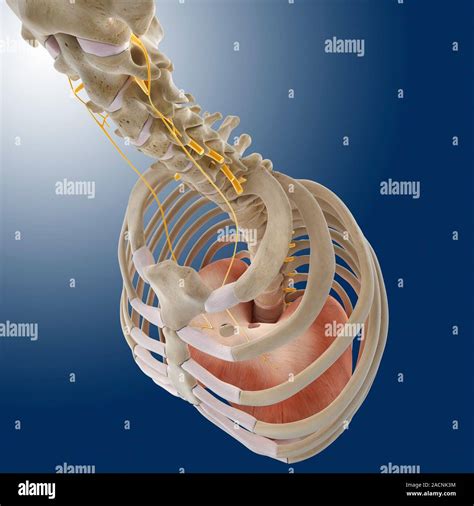 Phrenic nerves and diaphragm, computer artwork. The left and right ...