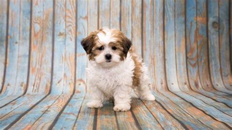 Shih Tzu Poodle Mix: Understanding the Charming Shih Poo