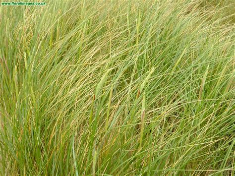 Ammophila arenaria, picture 4 of 4