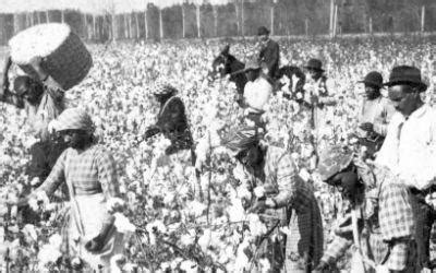 America's Black Holocaust Museum | slaves in cotton field