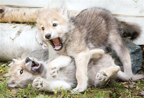 Cute Wolf Pups Playing