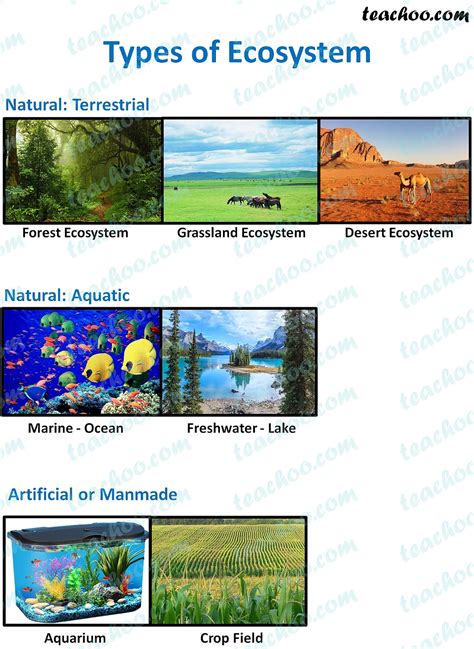 4 Types Of Ecosystems