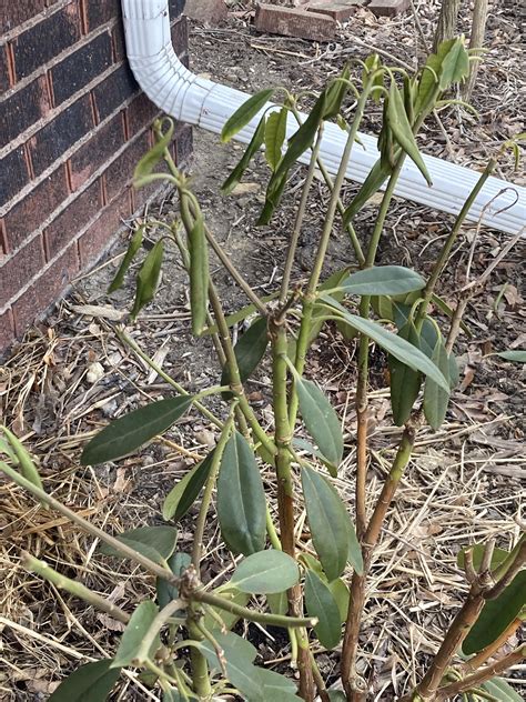 What’s wrong with my rhododendrons? Zone 6b : r/gardening