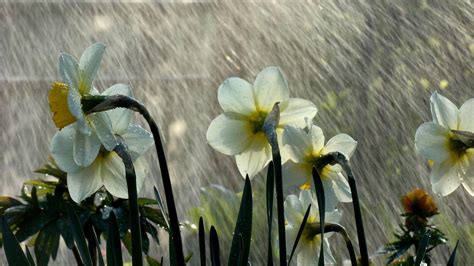 Spring Rain Wallpapers - Top Free Spring Rain Backgrounds - WallpaperAccess