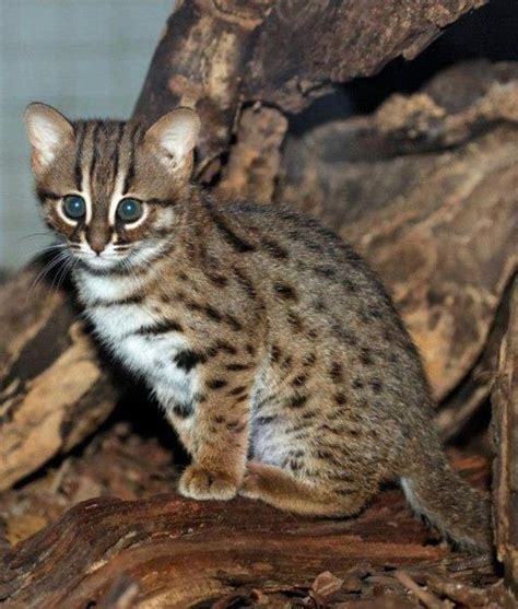 Rusty Spotted Cat Size