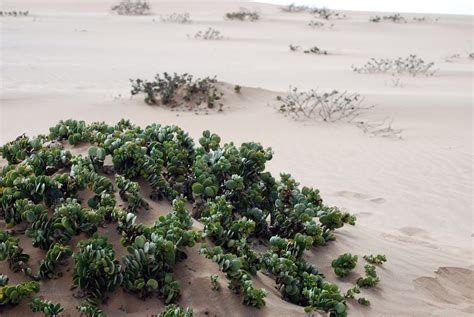 The !Nara Shrub, Namib Desert – Cairns