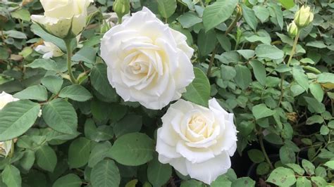 Garden roses white 109356-Garden rose white house