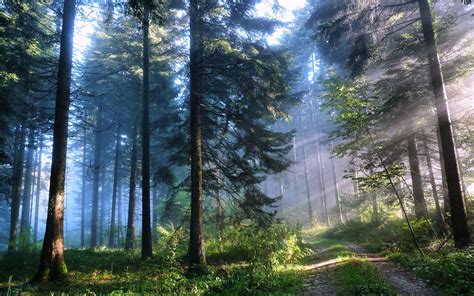 nature, Trees, Forest, Road Wallpapers HD / Desktop and Mobile Backgrounds