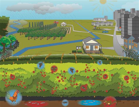 Agroecology Systems Diagram - UF/IFAS Communications