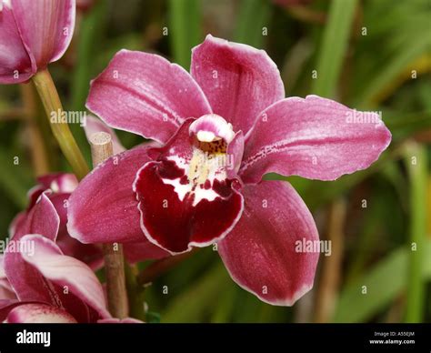 Orchids garden flowerage madeira hi-res stock photography and images ...