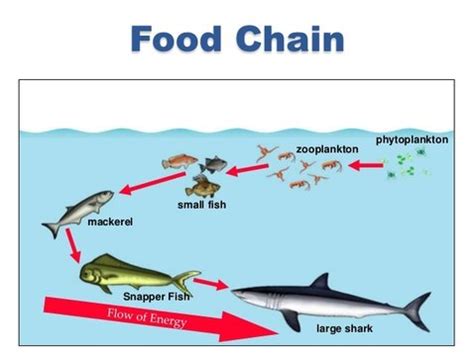 Marine Phytoplankton Food Chain