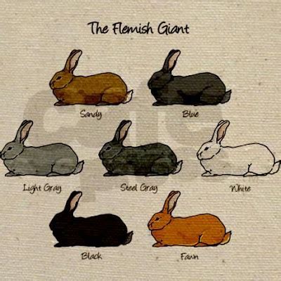 Flemish Giant Rabbit: The Largest Domestic Rabbit Breed | The Pets Dialogue