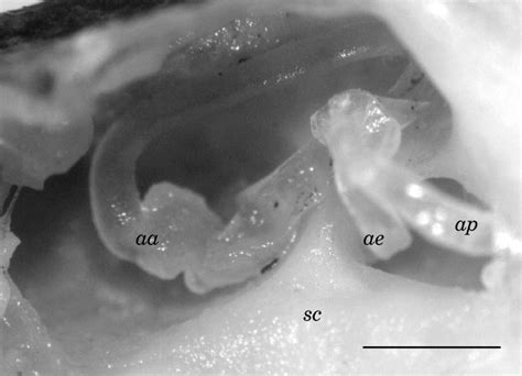 The saccular macula from the ear of Taurulus bubalis(, hair cell ...