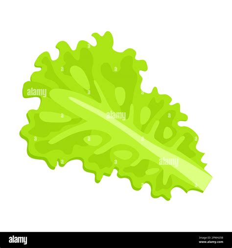 Hoja De Lechuga Verde Ilustración Vectorial De Dibujos Animados De