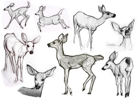 Sketch of an Animal: Unleash Your Creative Side and Create a Stunning ...