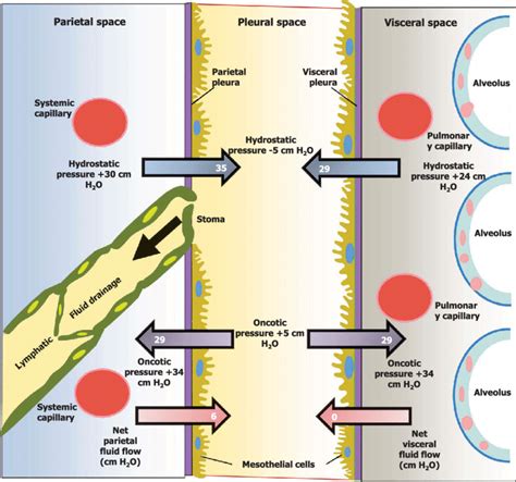 Diagram Of The Movement Of Pleural Fluid In The Pleural Space Under ...