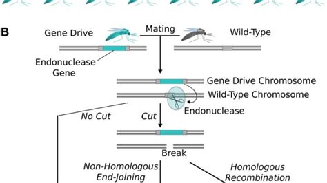 Exciting CRISPR-powered "gene drive" also has scientists deeply ...